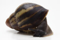 Archachatina marginata egregia Cameroon typ 2b semiadult